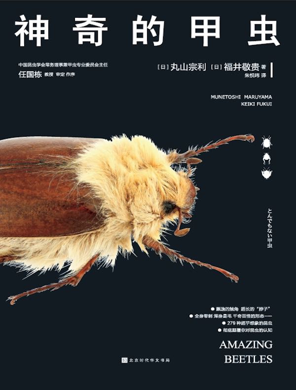 神奇的甲虫