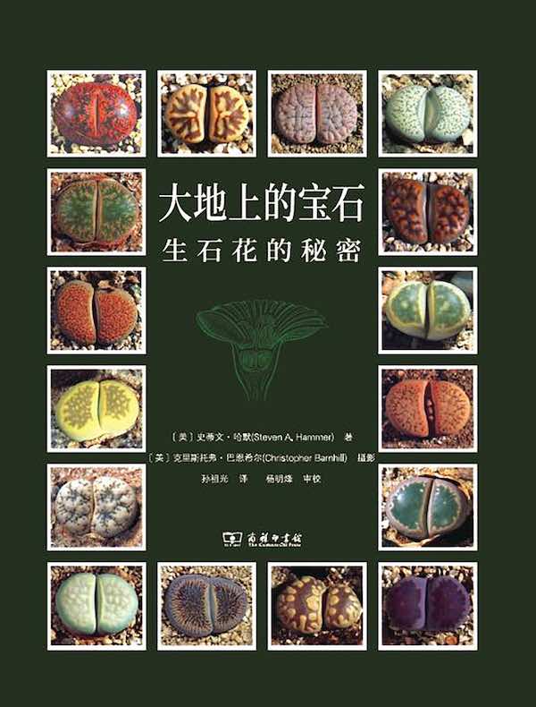 大地上的宝石：生石花的秘密