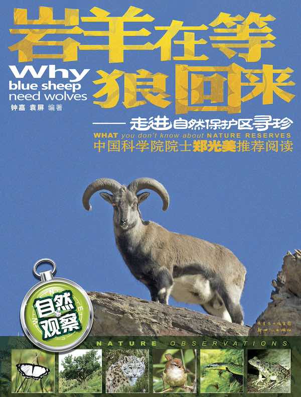 岩羊在等狼回来：走进自然保护区寻珍