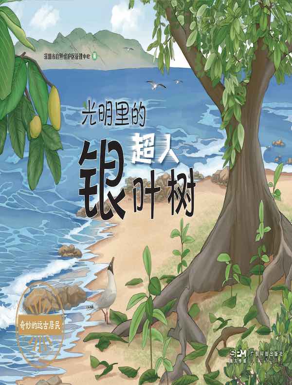 光明里的超人银叶树